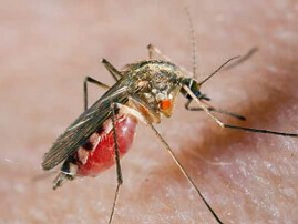 аллергия на комаров фото
